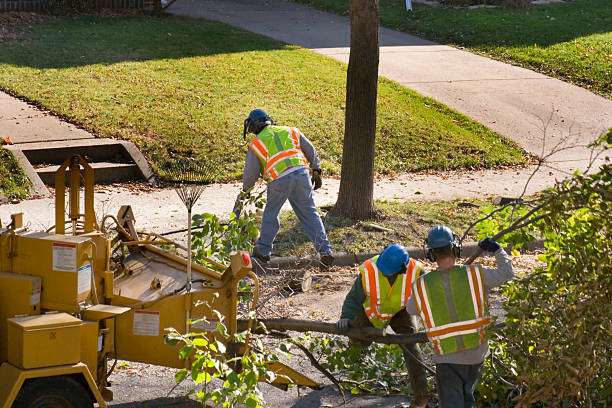 Tree Service Company in Washington, DC